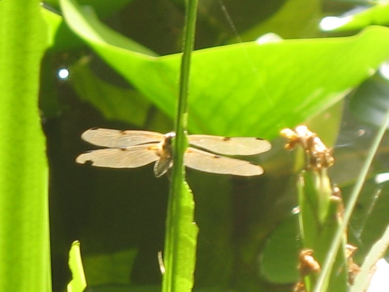 Libellula quadrimaculata
